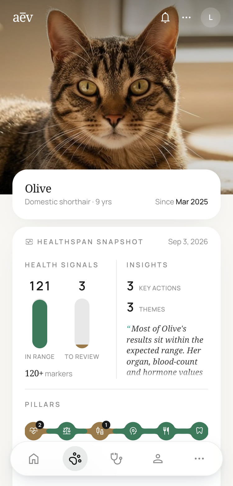 A mockup of a cat's own page in the aev app: her photo across the top, her name, breed and age beneath it, a healthspan snapshot comparing markers in range with markers to review beside a line from her insights, and a row of her health pillars above the app's navigation bar