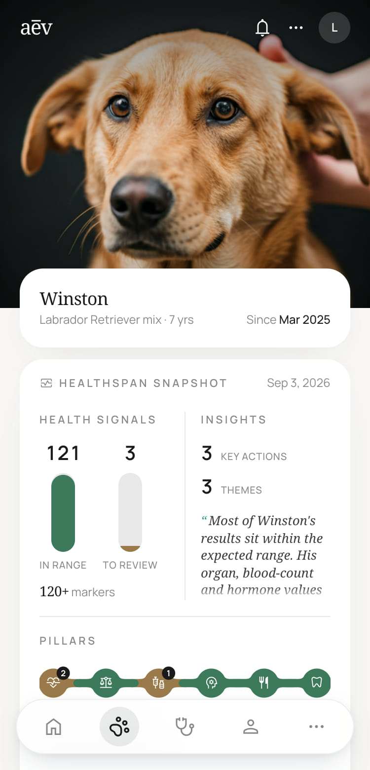 A mockup of a dog's own page in the aev app: his photo across the top, his name, breed and age beneath it, a healthspan snapshot comparing markers in range with markers to review beside a line from his insights, and a row of his health pillars above the app's navigation bar