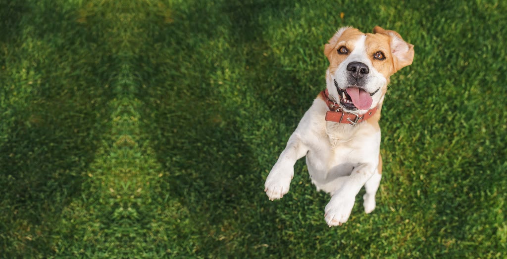 A beagle bounding through sunlit grass in a summer field