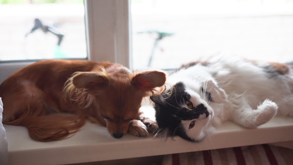 A chihuahua and a tuxedo cat sitting together on a sunlit window sill