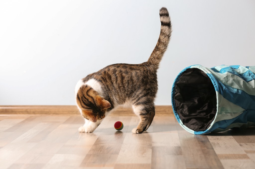 A tabby kitten playing with a ball beside a fabric tunnel