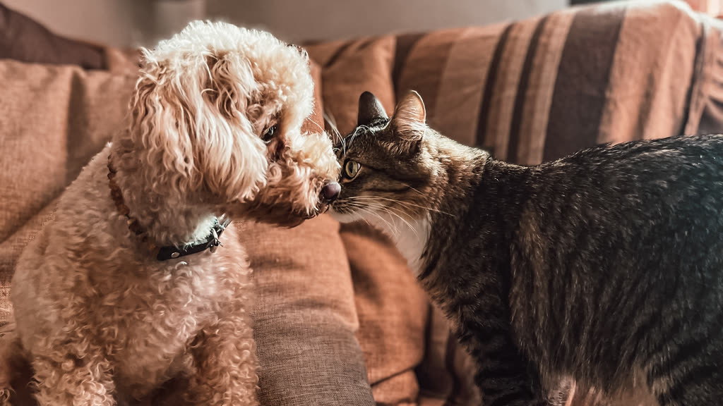 A curly apricot poodle and a tabby cat touching noses on a couch