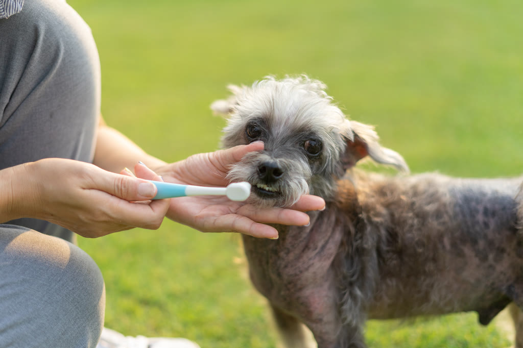 A woman brushing her dog's teeth outdoors on the grass